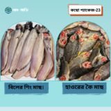 প্যাকেজ–২১: হাফ শিং + হাফ কৈ (১ কেজি) — রেডি টু কুক হাওরের তাজা মাছ
