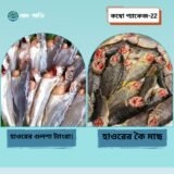 প্যাকেজ–২২: গুলসা + কৈ (১ কেজি) — রেডি টু কুক হাওরের তাজা মাছ