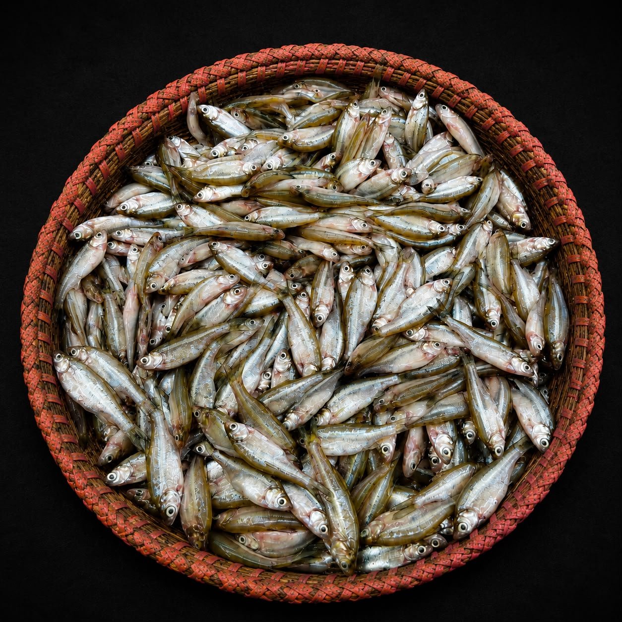 তাজা মলা মাছ – পরিষ্কার ও রান্নার জন্য প্রস্তুত